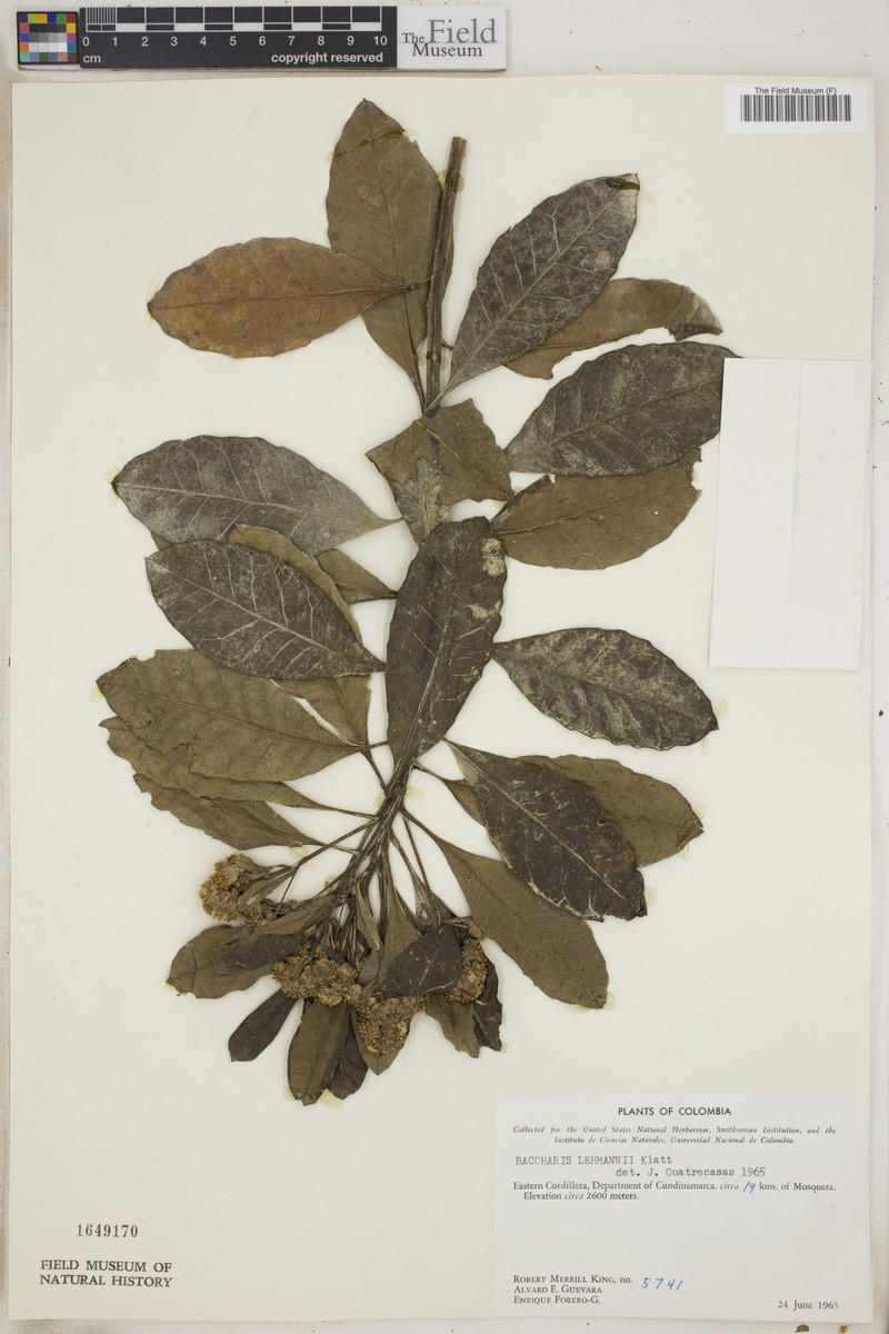 Baccharis lehmannii photo 5