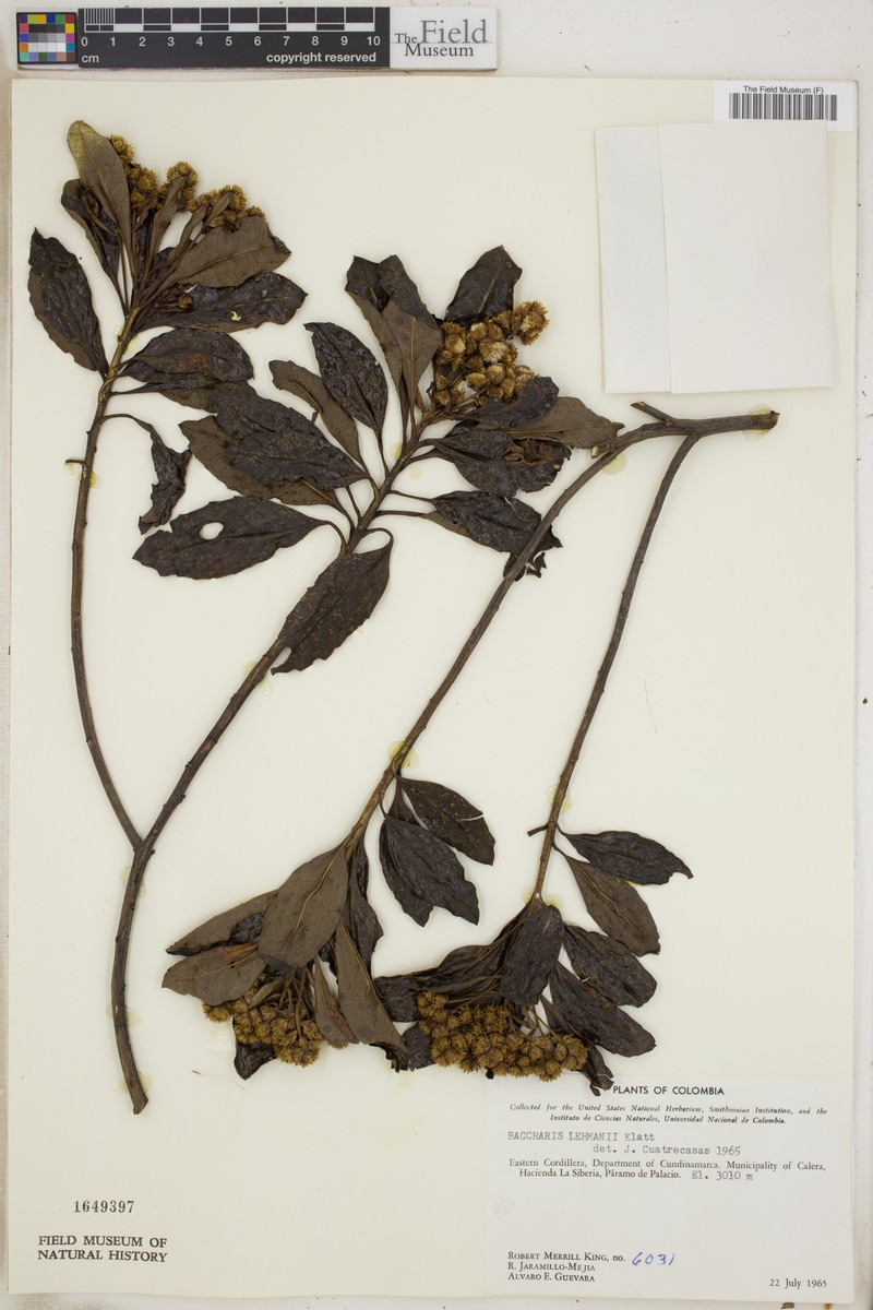 Baccharis lehmannii photo 6