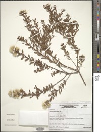 Baccharis leptocephala