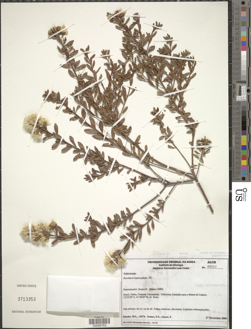Baccharis leptocephala