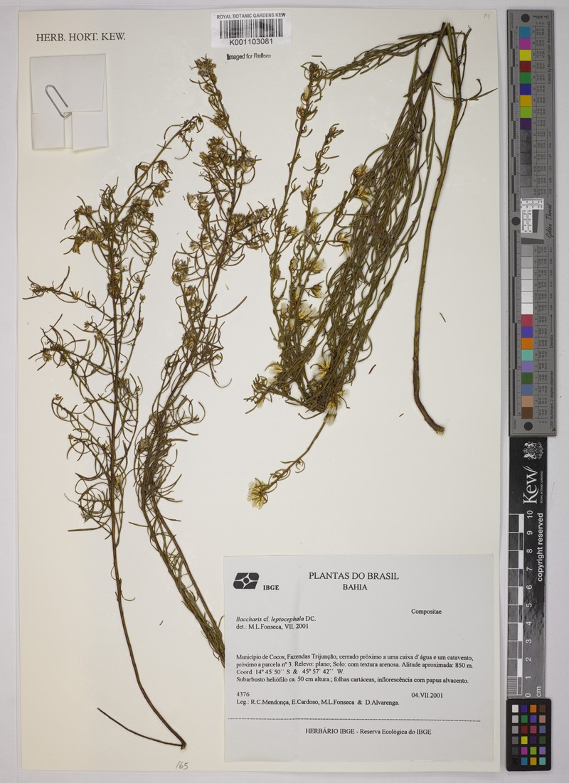 Baccharis leptocephala photo 2