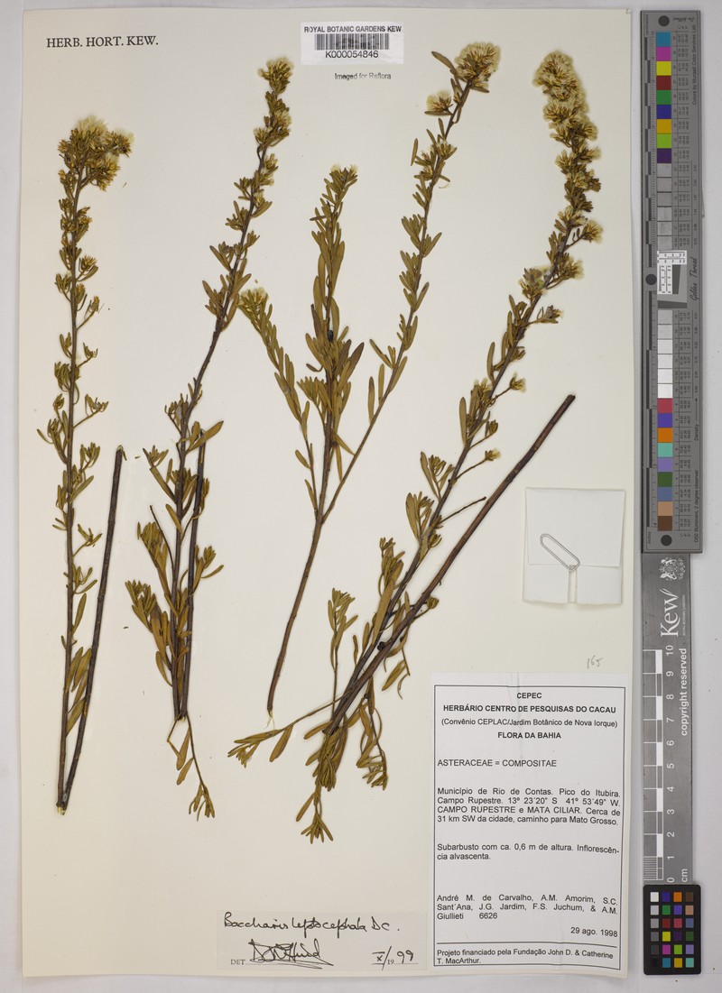 Baccharis leptocephala photo 3