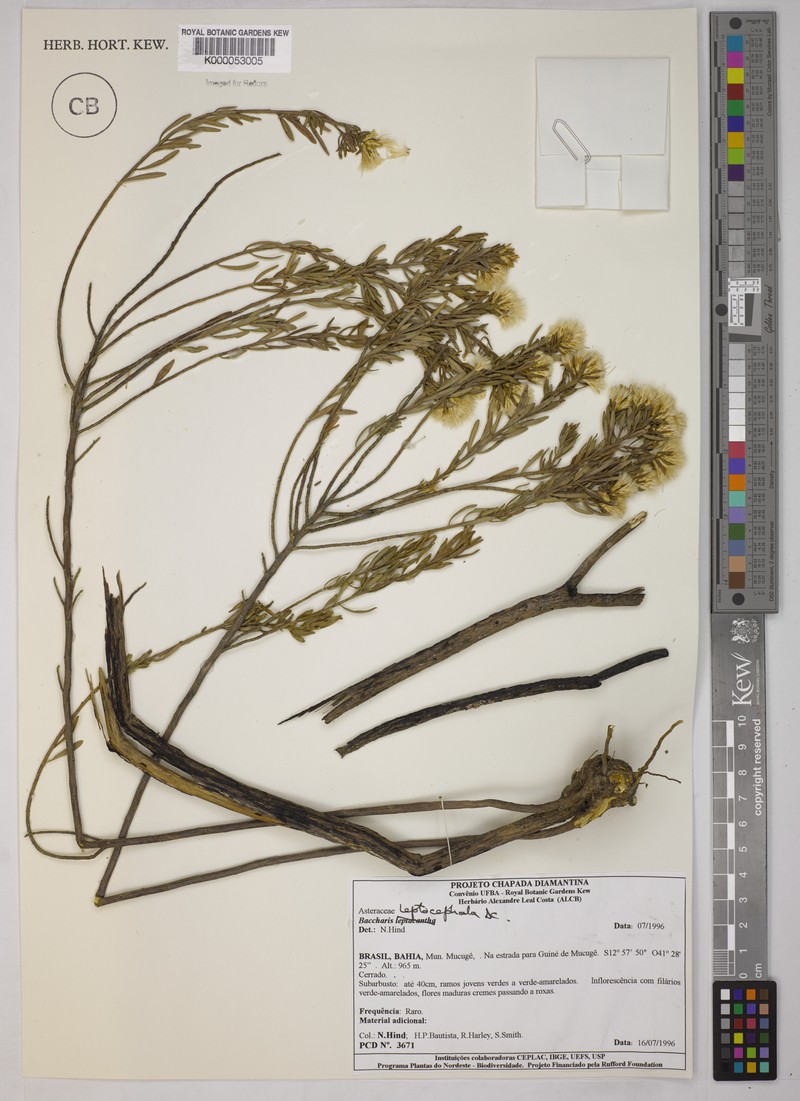 Baccharis leptocephala photo 4