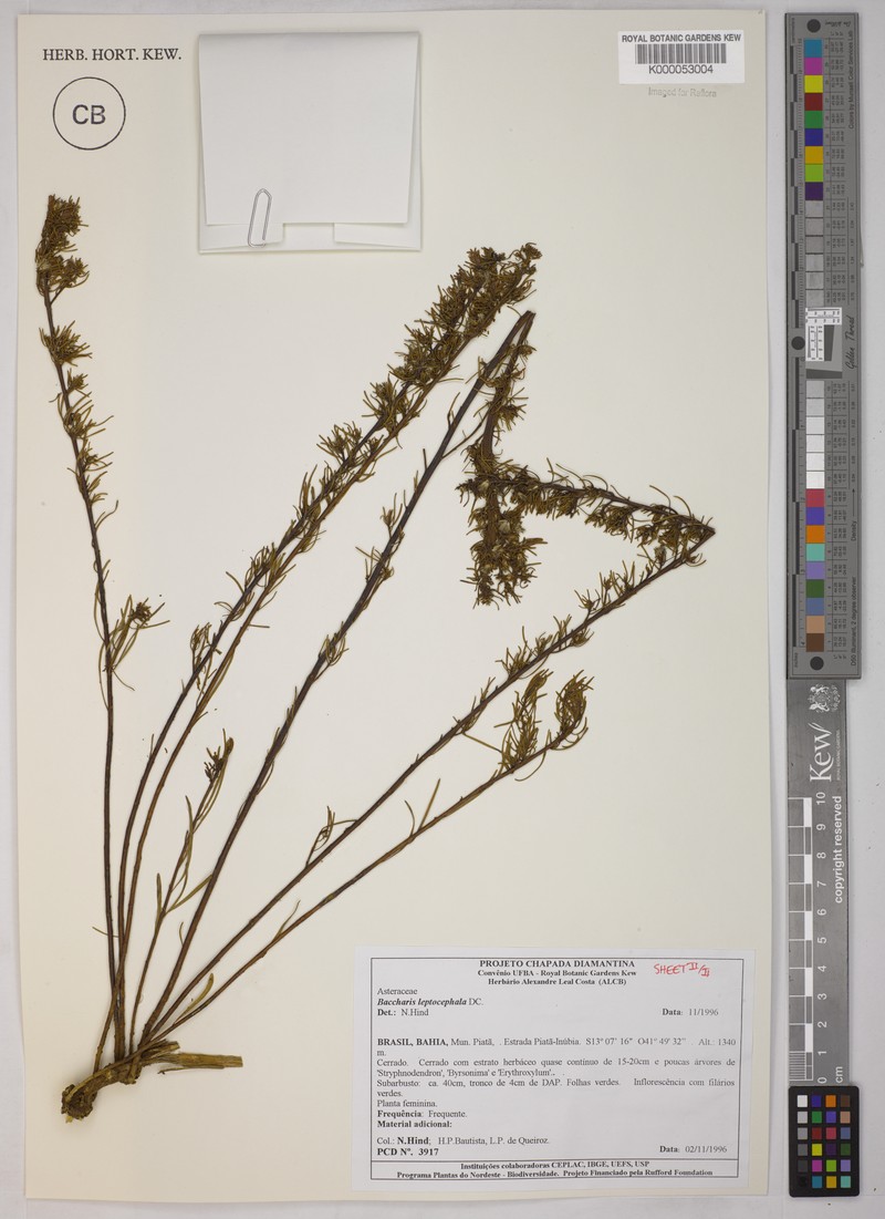 Baccharis leptocephala photo 5