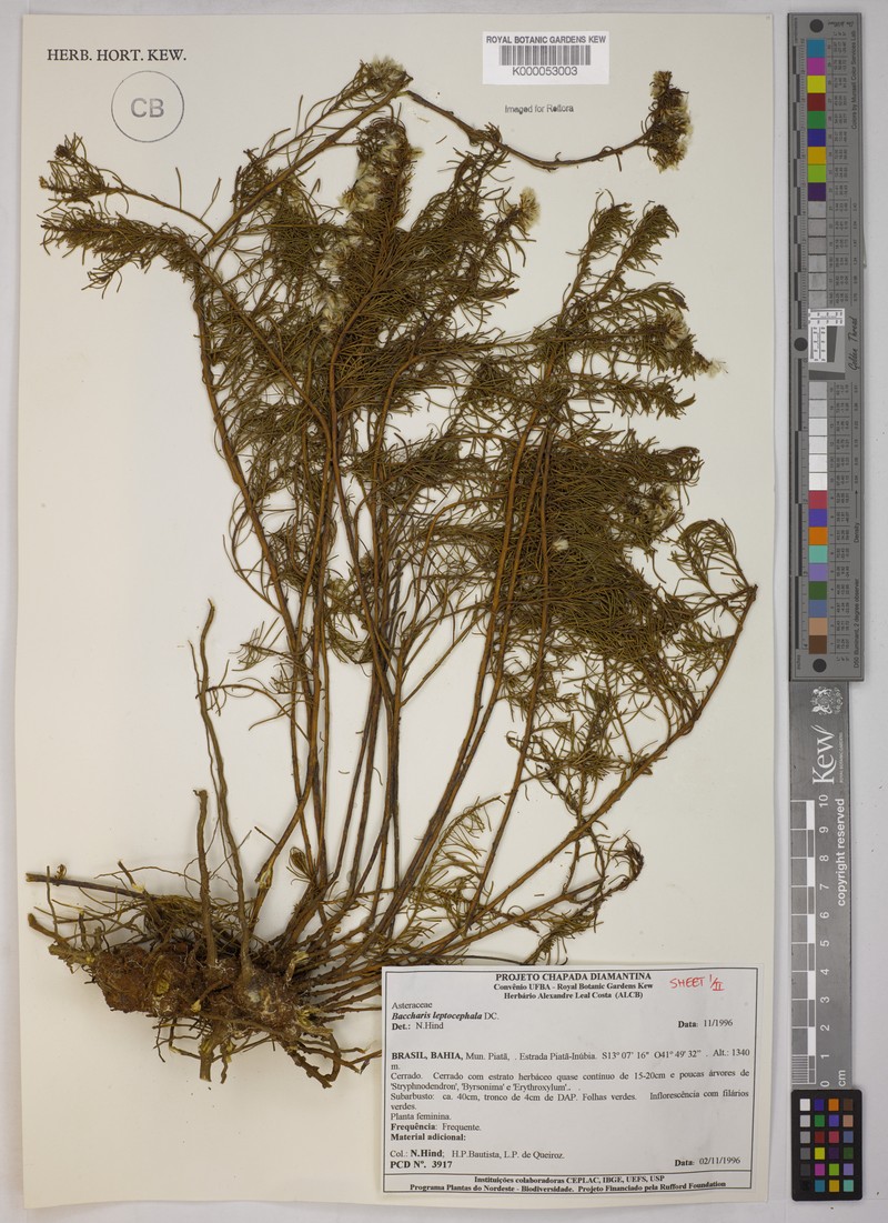 Baccharis leptocephala photo 6