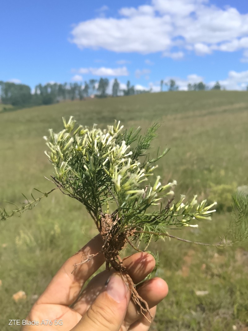 Baccharis leptophylla photo 2