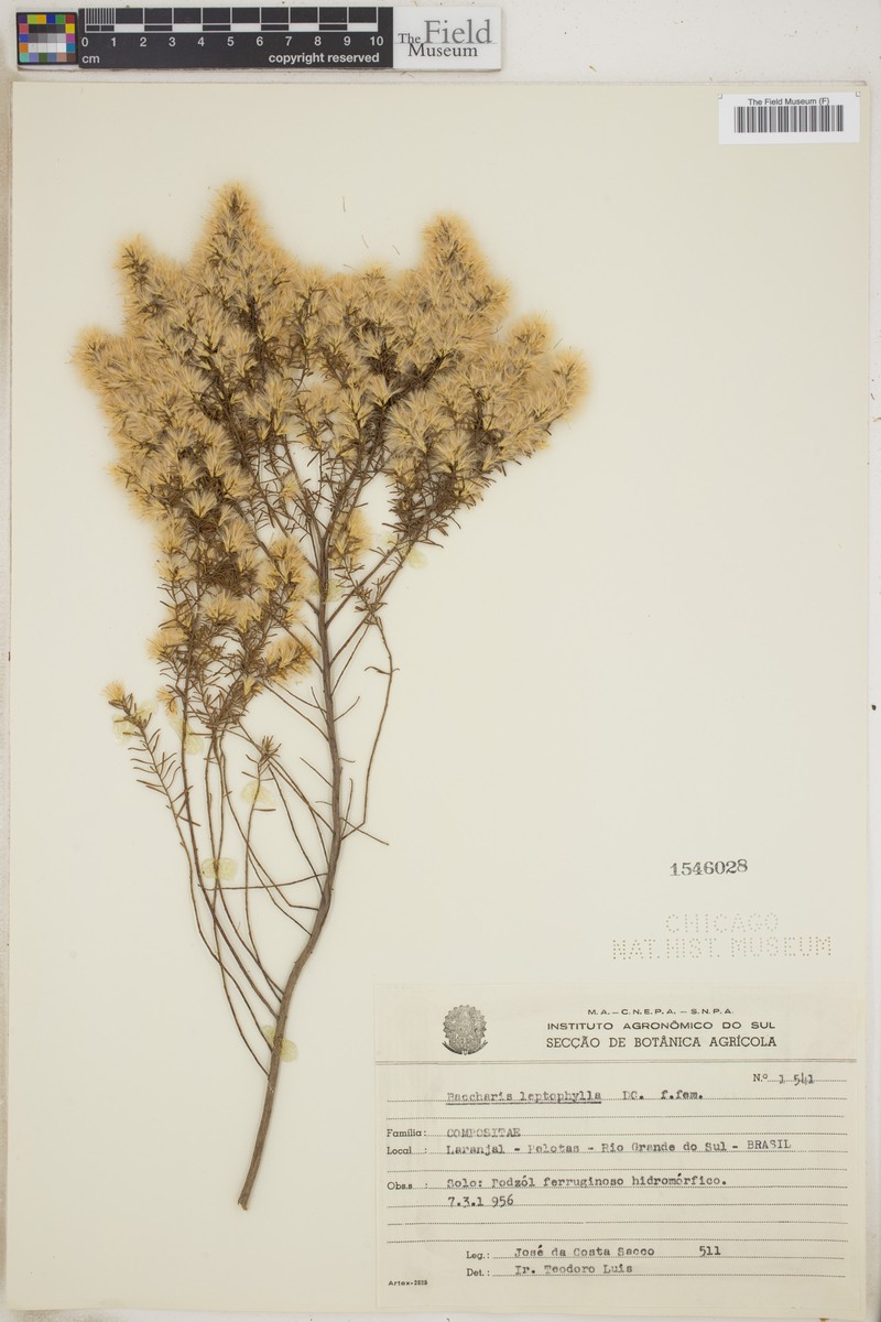 Baccharis leptophylla photo 3