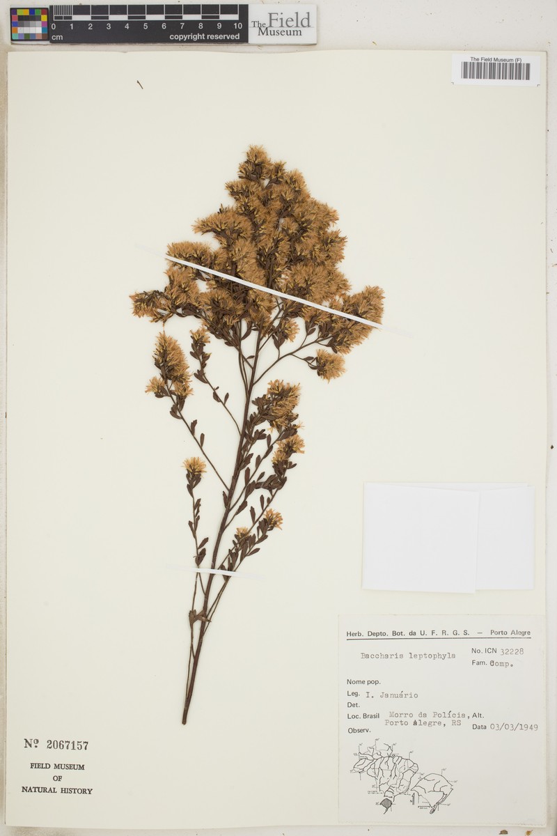 Baccharis leptophylla photo 4