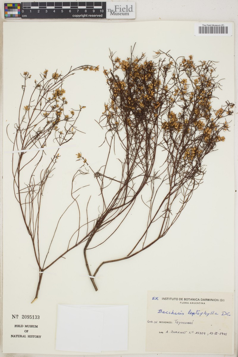 Baccharis leptophylla photo 5
