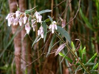 Baccharis leucocephala
