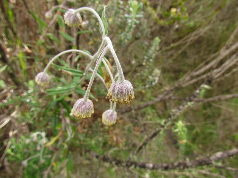 Baccharis leucocephala photo 2