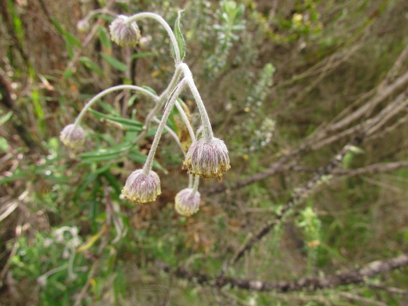 Baccharis leucocephala photo 3