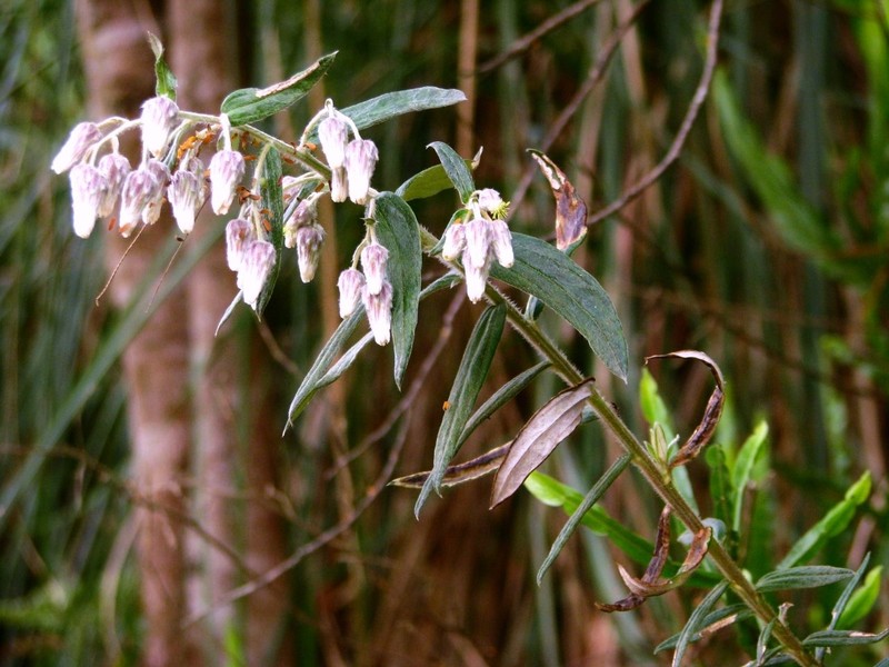 Baccharis leucocephala photo 4