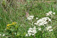 Baccharis leucopappa
