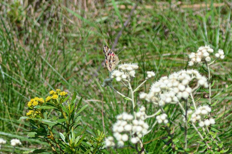 Baccharis leucopappa