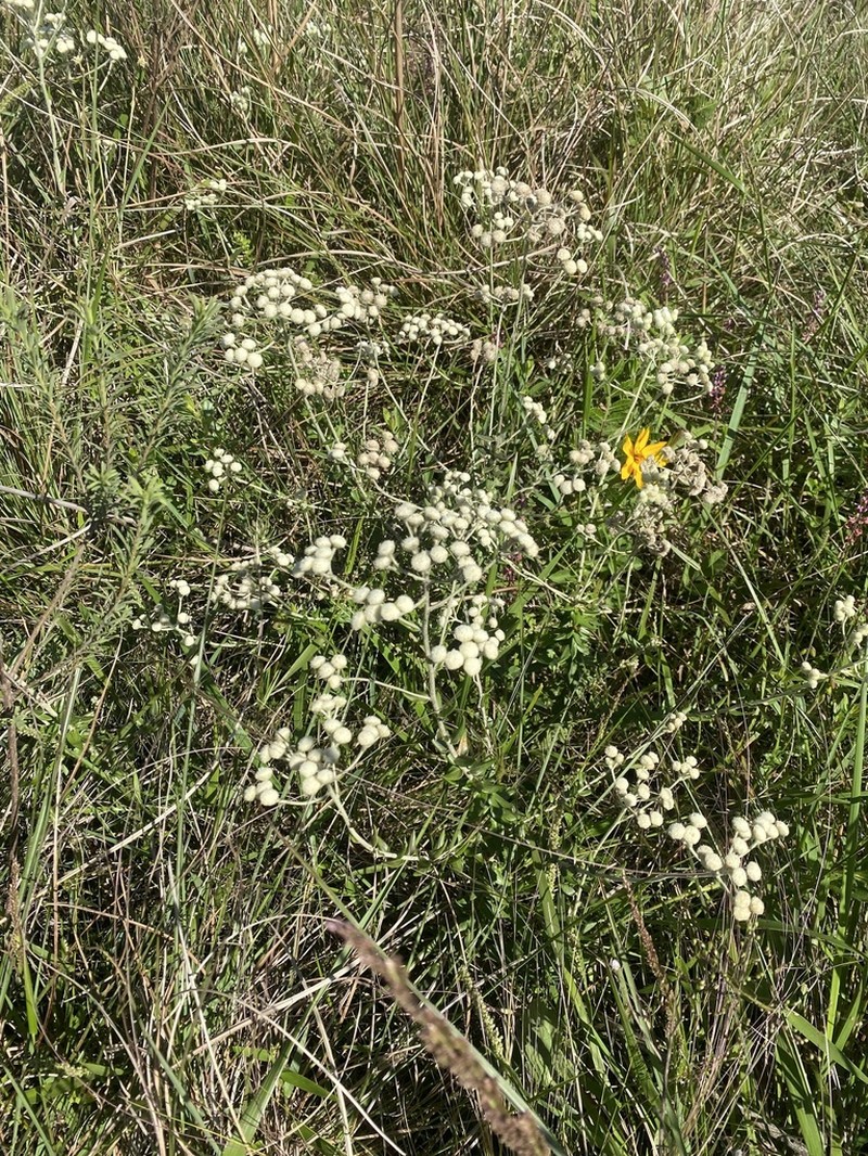 Baccharis leucopappa photo 2
