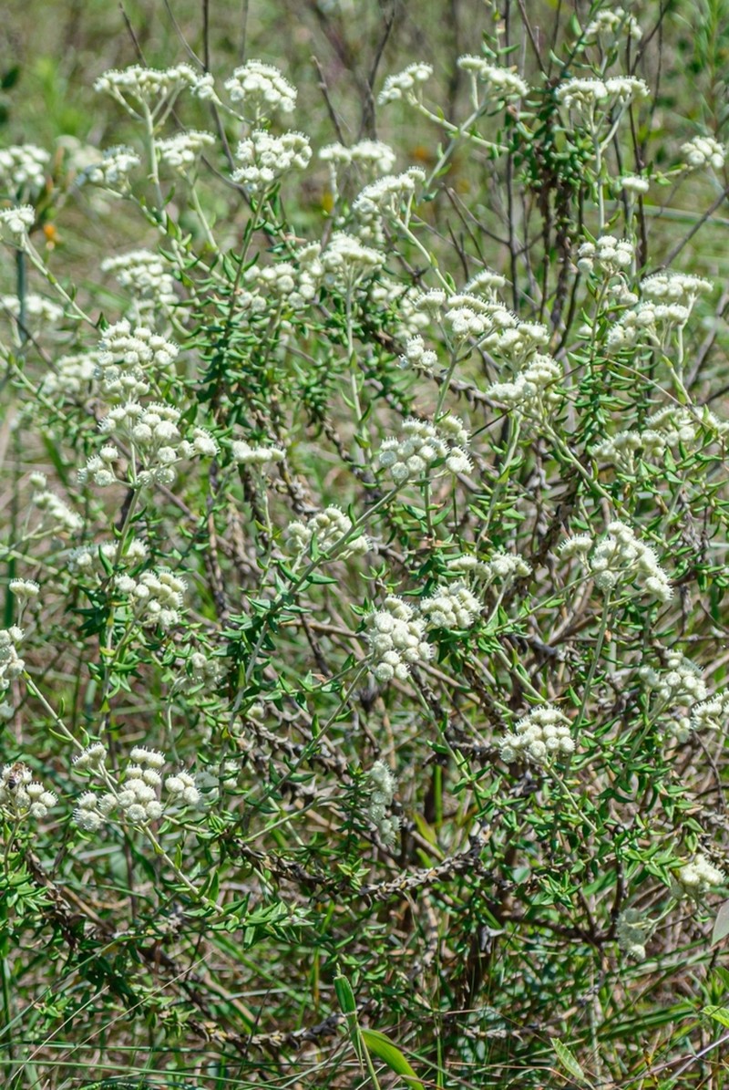 Baccharis leucopappa photo 3