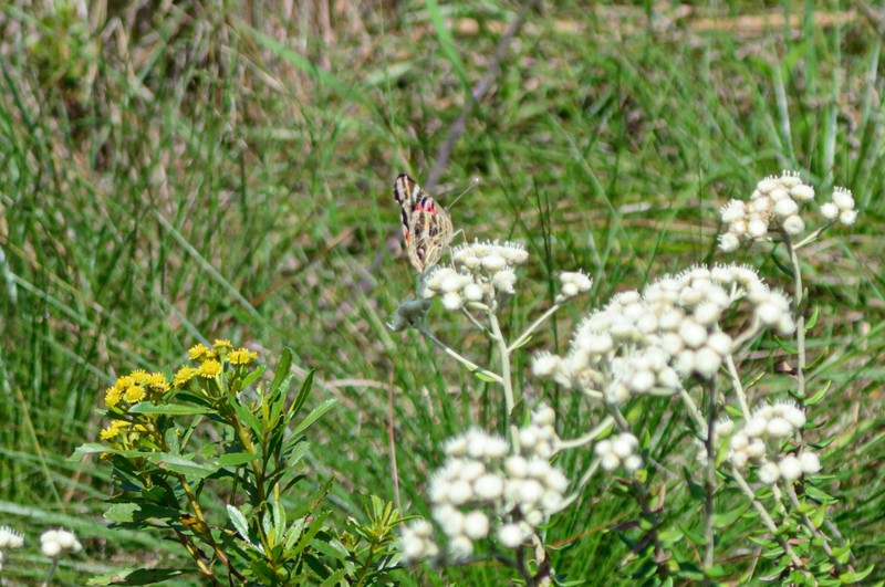 Baccharis leucopappa photo 5