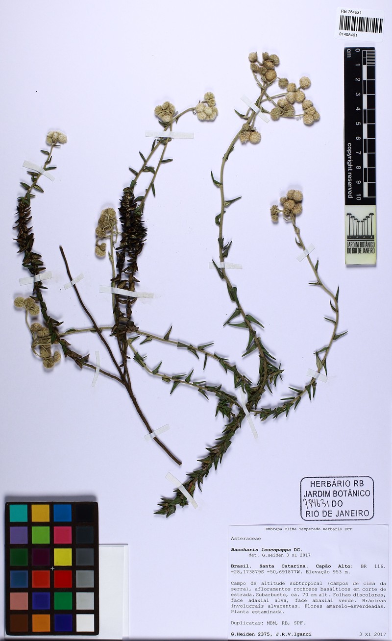 Baccharis leucopappa photo 6