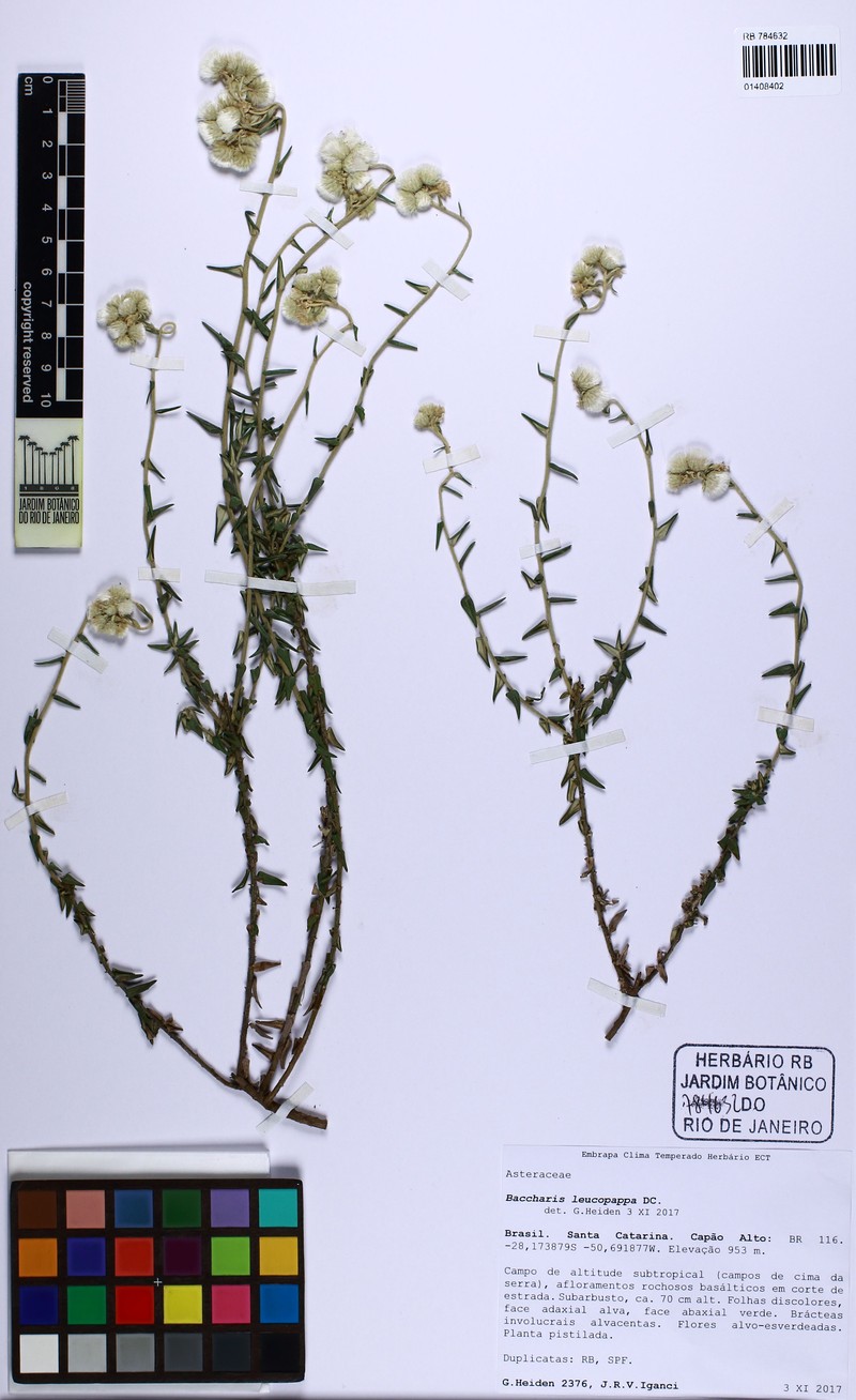 Baccharis leucopappa photo 7