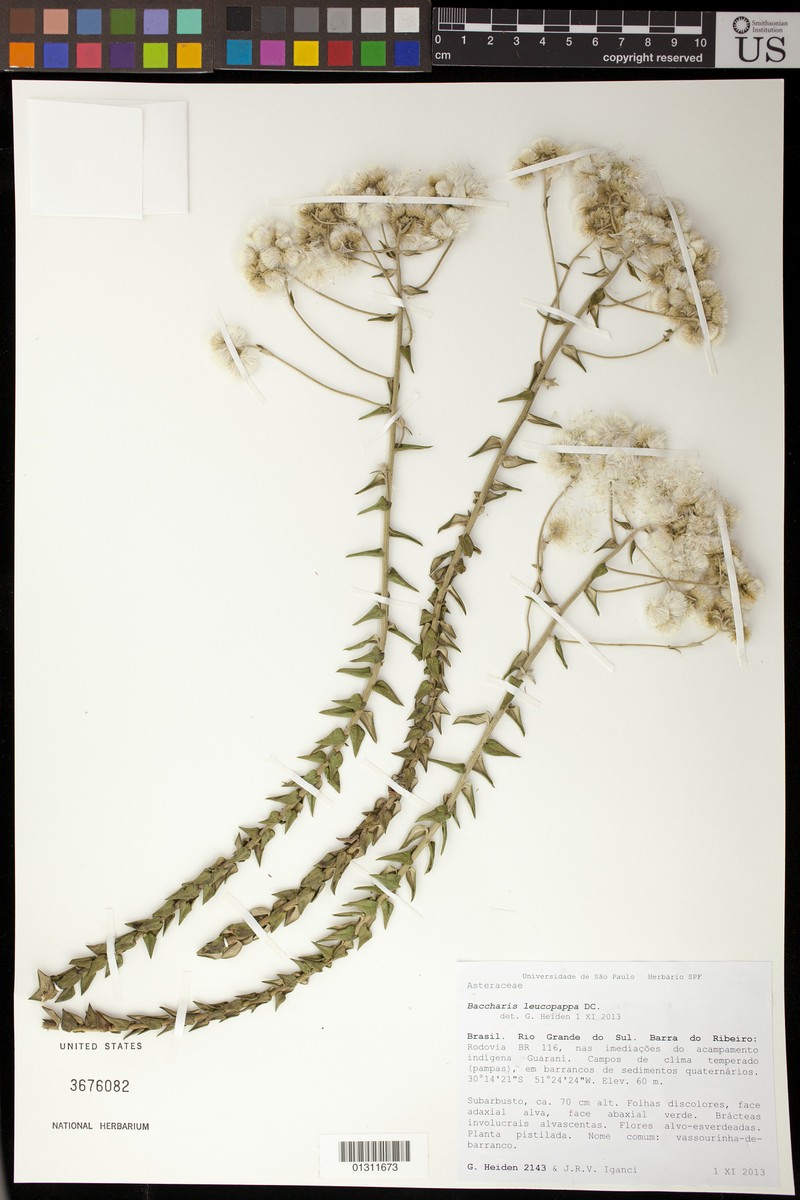 Baccharis leucopappa photo 8