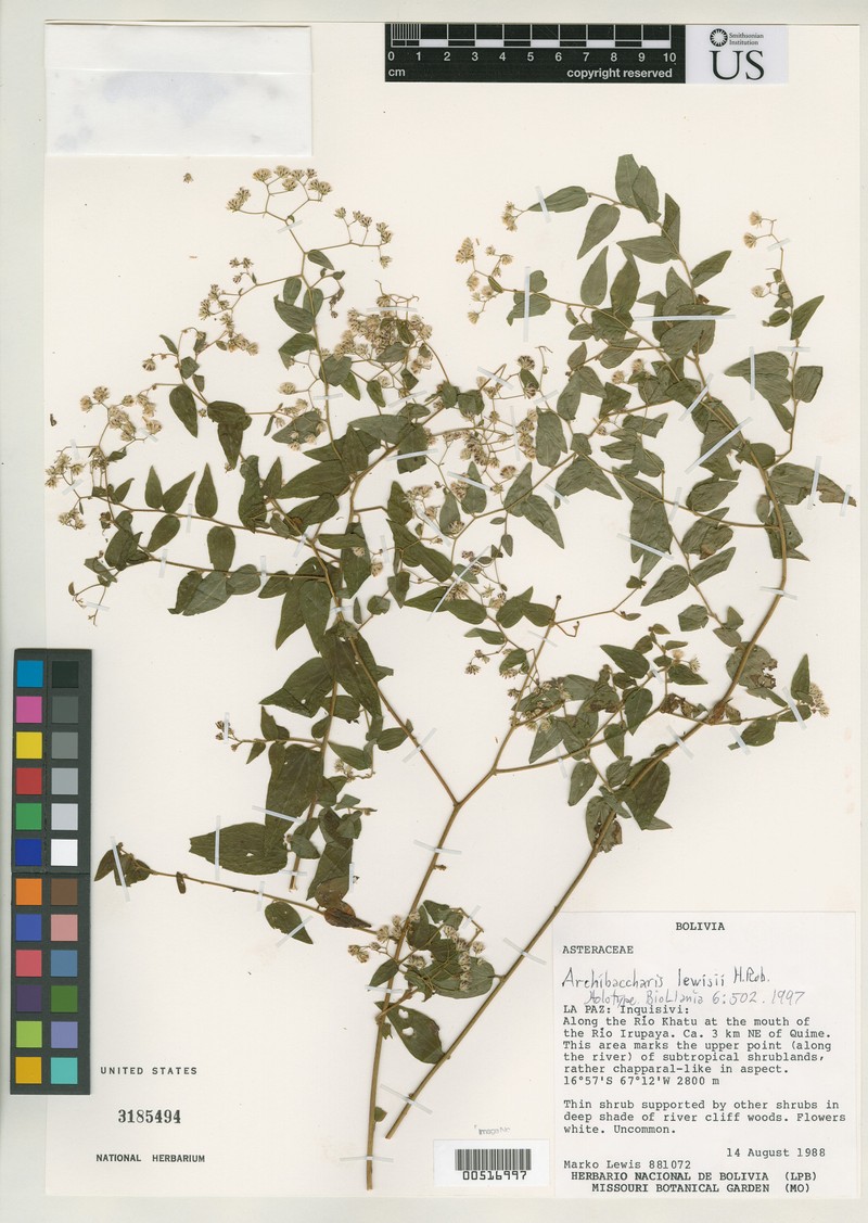 Baccharis lewisii