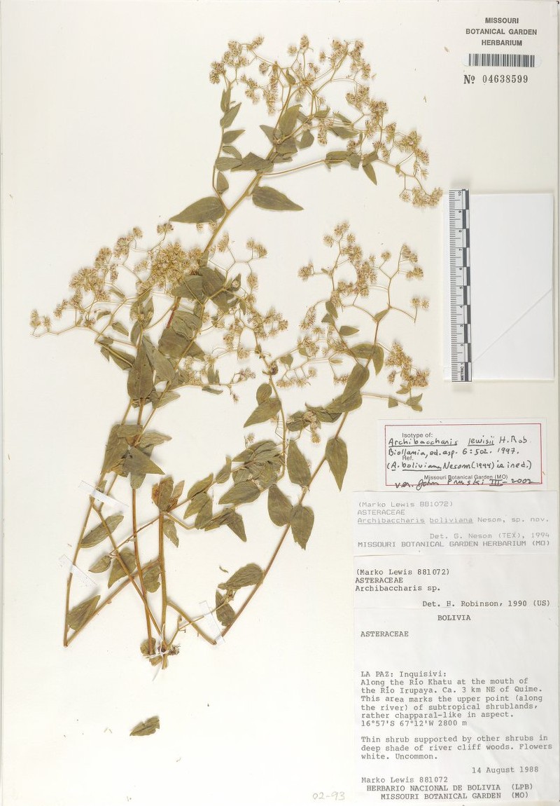 Baccharis lewisii photo 2
