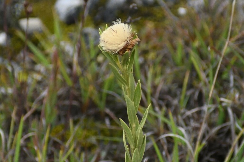 Baccharis libertadensis