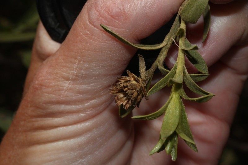 Baccharis libertadensis photo 2