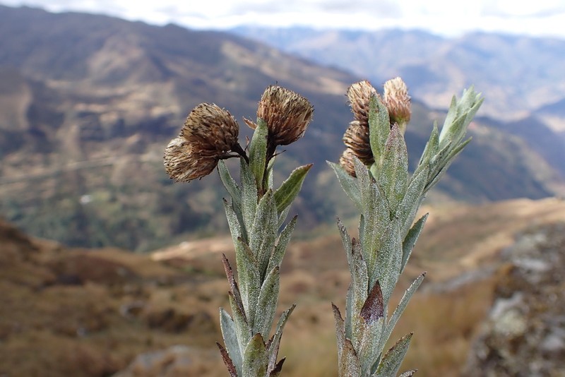 Baccharis libertadensis photo 3