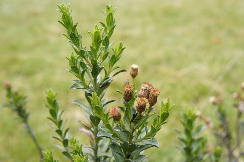Baccharis libertadensis photo 4