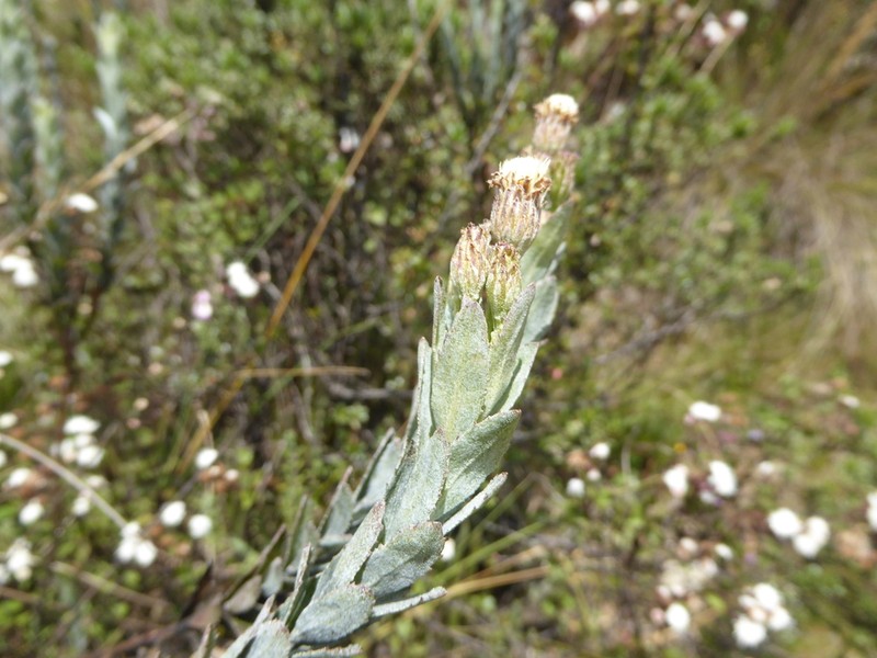 Baccharis libertadensis photo 5