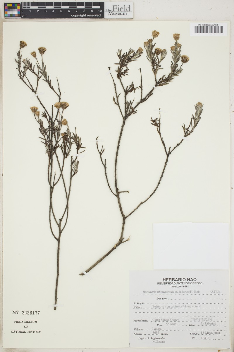 Baccharis libertadensis photo 6