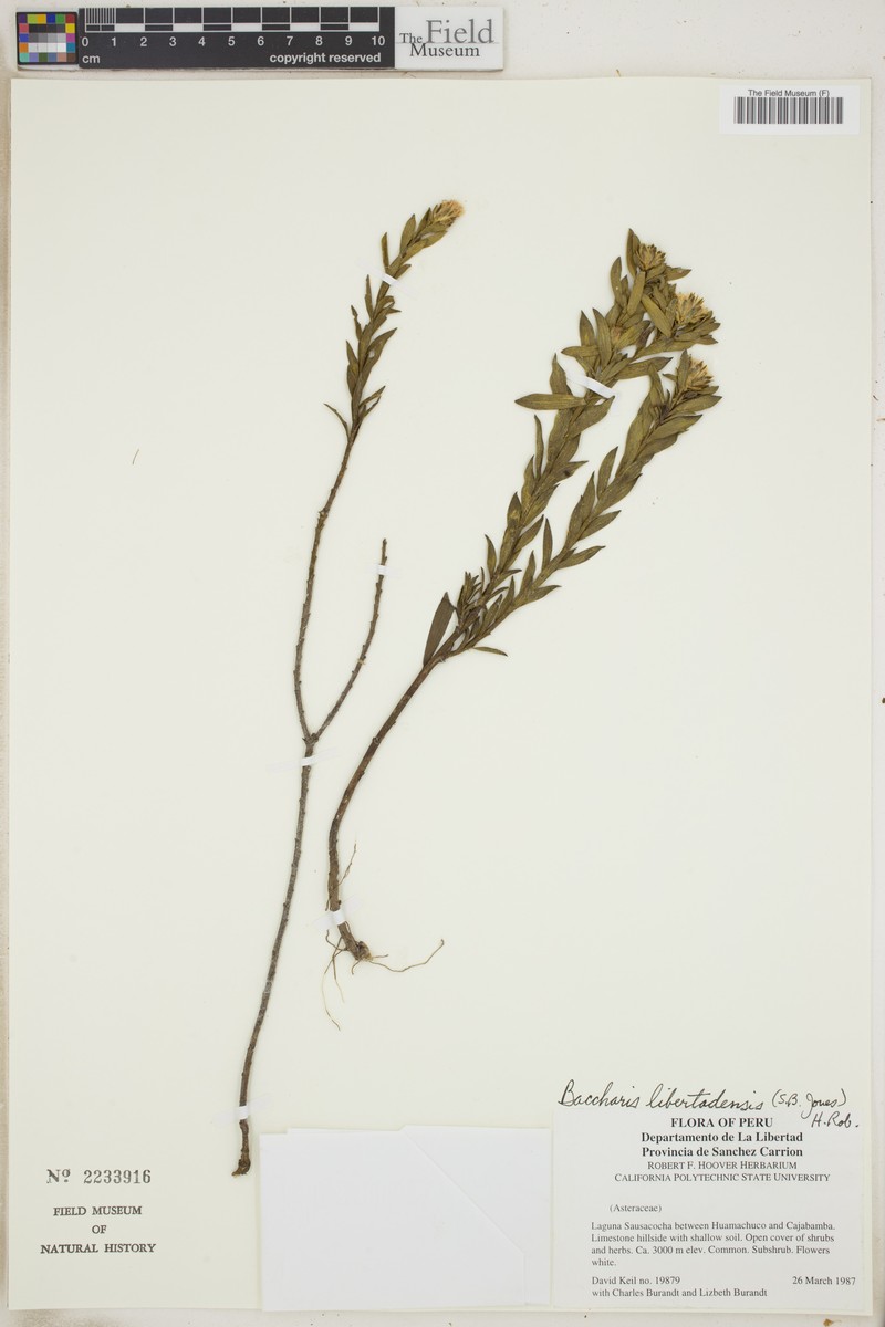 Baccharis libertadensis photo 7