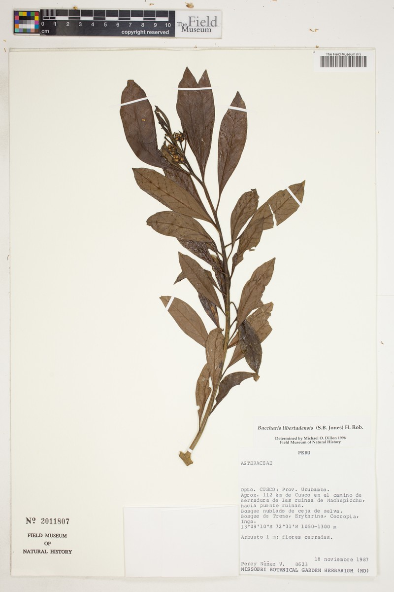 Baccharis libertadensis photo 8