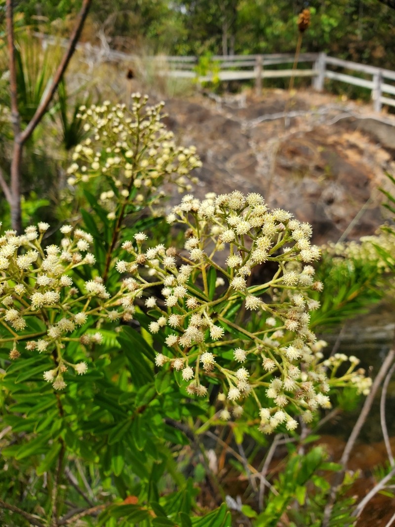 Baccharis ligustrina