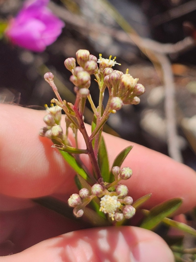 Baccharis ligustrina photo 2
