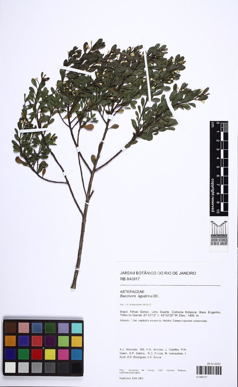 Baccharis ligustrina photo 3