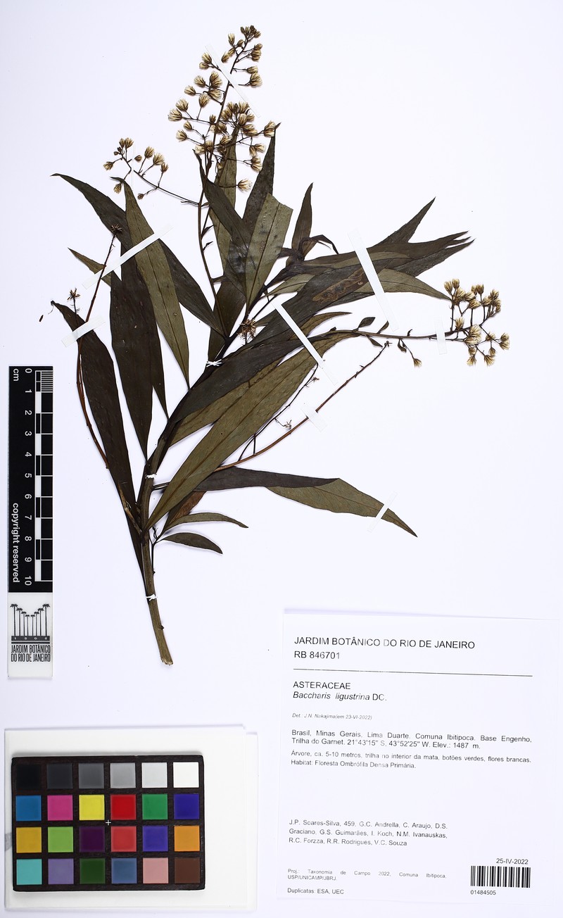 Baccharis ligustrina photo 4