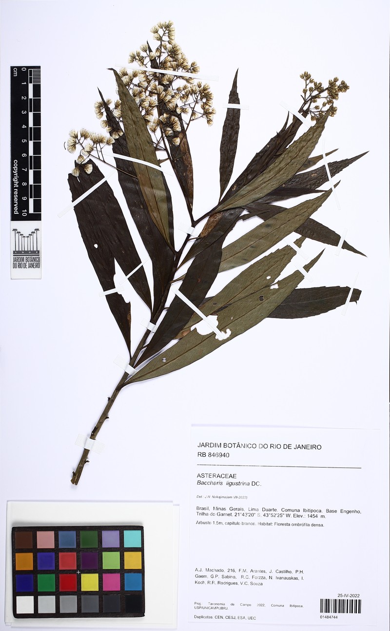 Baccharis ligustrina photo 5