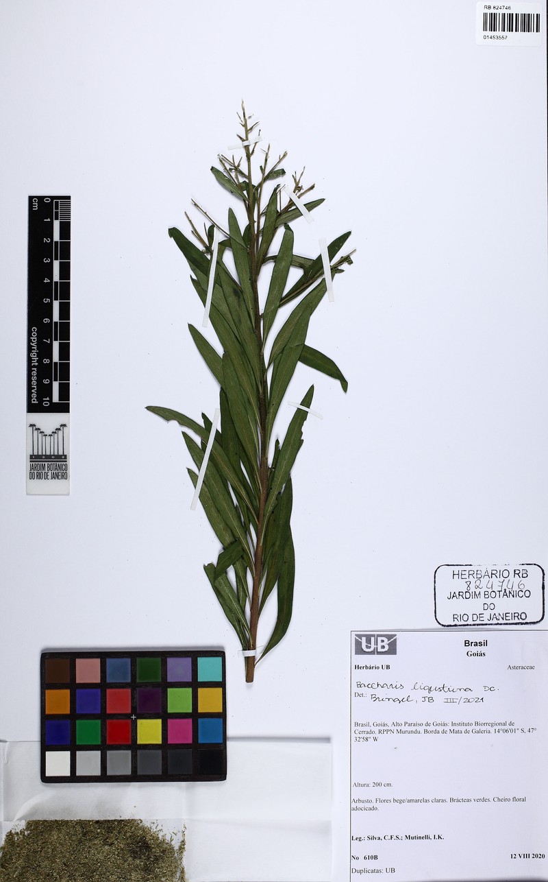 Baccharis ligustrina photo 6