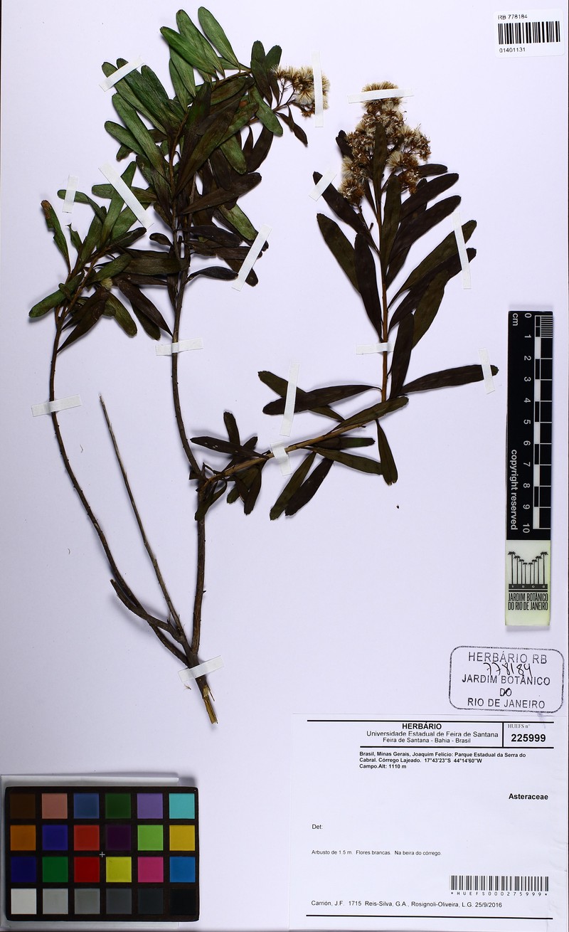 Baccharis ligustrina photo 7