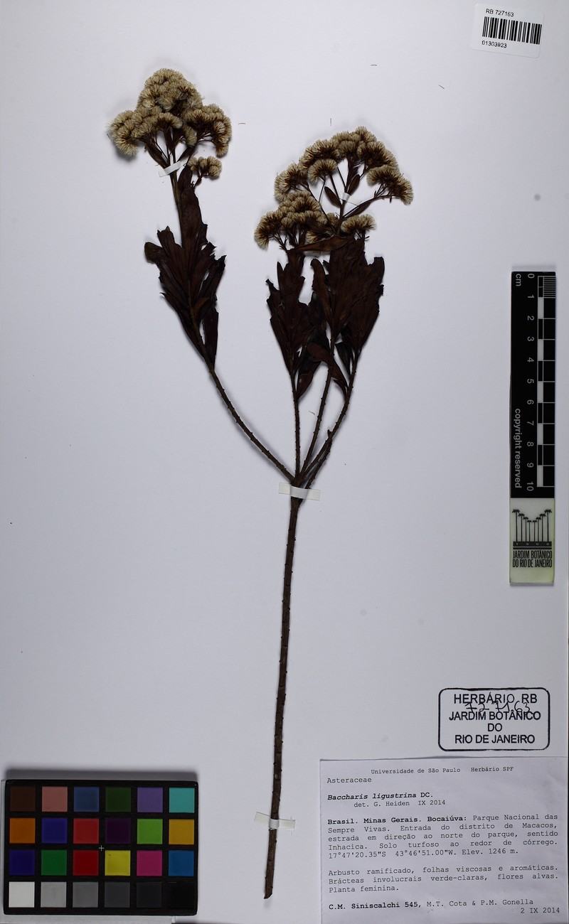 Baccharis ligustrina photo 8