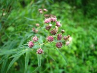 Baccharis lilloi
