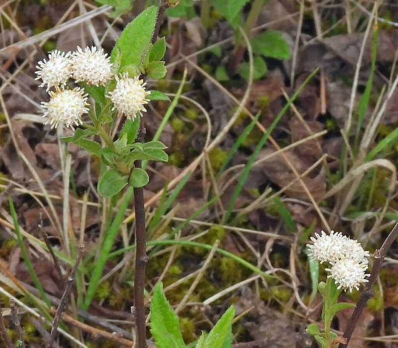 Baccharis lilloi photo 3