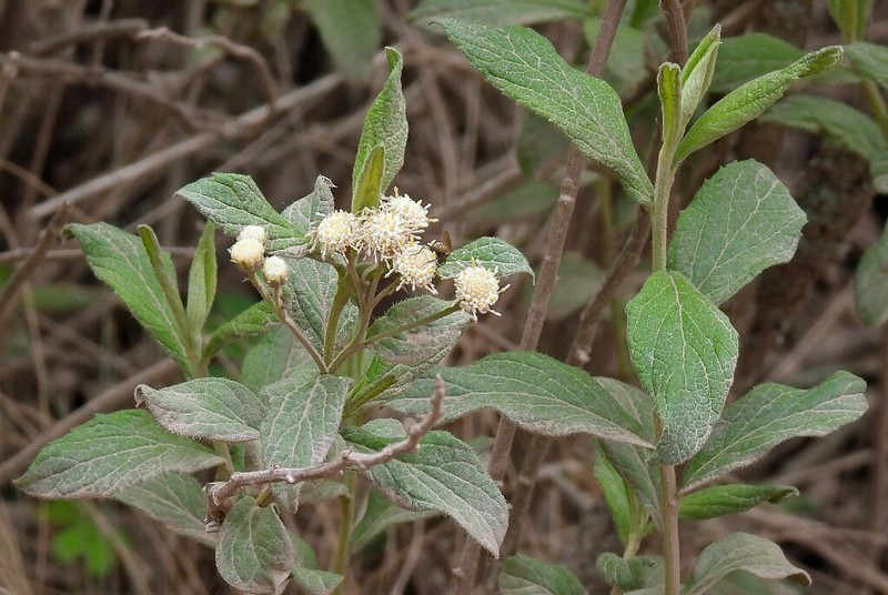 Baccharis lilloi photo 4