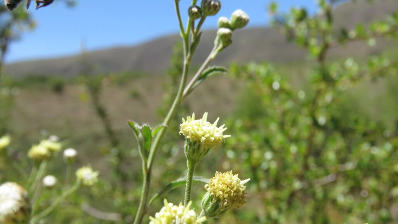 Baccharis lilloi photo 5