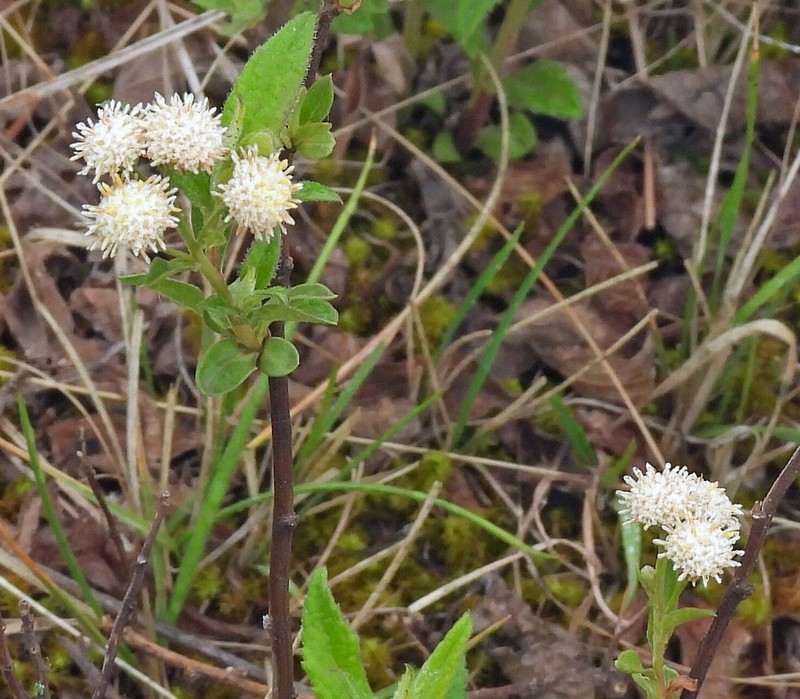 Baccharis lilloi photo 7