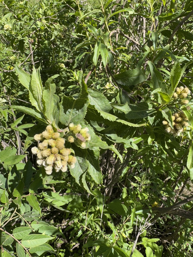 Baccharis lilloi photo 8