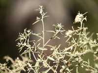 Baccharis linearifolia